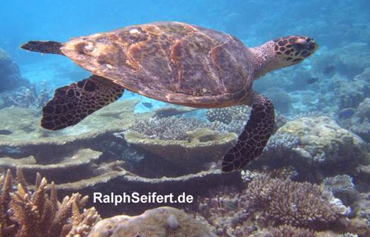 Summer Island Maldives - Schildi.JPG