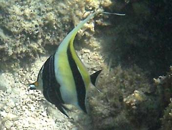 fisch (13).JPG