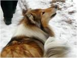 collie treff 24.01.2010_009_smal.jpg