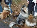Collie Spaziergang am 22.11.09_005_smal.jpg
