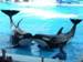 SW - Orlando_Shamu-022.jpg